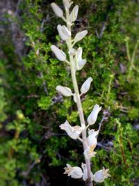 Close-up of white flowers