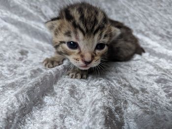 Portrait of cute kitten