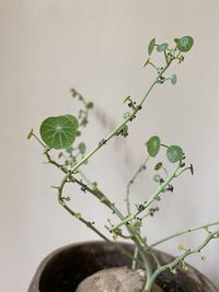 Close-up of plant against white background