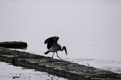 View of a bird in lake during winter