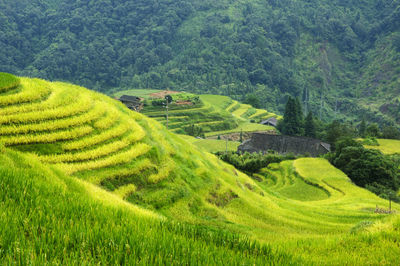 Scenic view of rice paddy field
