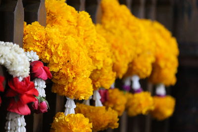 Close-up of yellow flowers on plant for sale