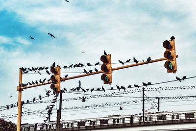 Low angle view of birds flying against sky