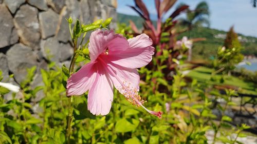 Close-up of pink hibiscus flower