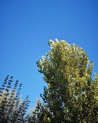 Low angle view of flowering plants against clear blue sky