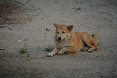 Portrait of a dog relaxing on land