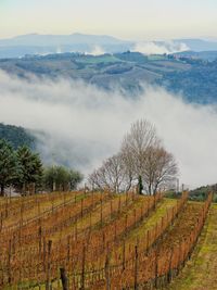 Scenic view of vineyard against sky
