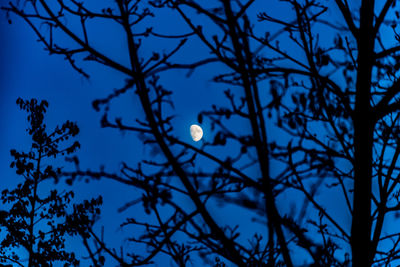 Low angle view of silhouette tree against sky at night