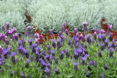 Close-up of purple flowering plants on field