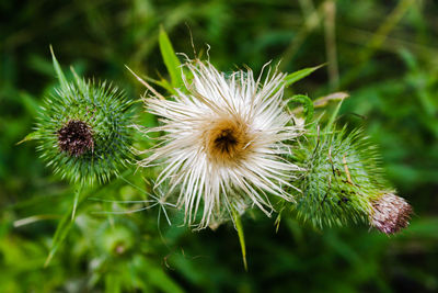 Close-up of dandelion