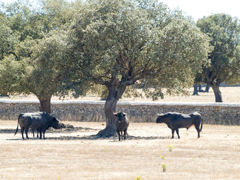 Horses in a park