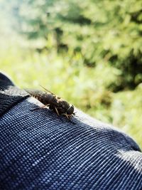 Close-up of insect on finger