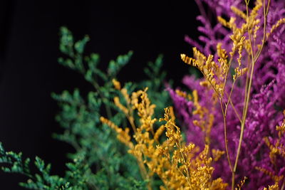 Close-up of purple flowering plant at field