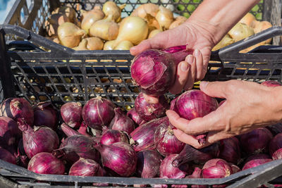 New harvest of onion in plastic boxes. female's hand peeling ripe red onion