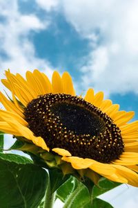 Close-up of sunflower against sky