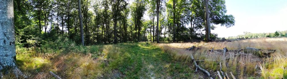 Plants growing on field in forest