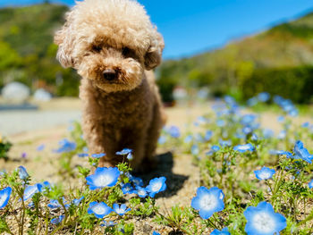 Portrait of dog on field