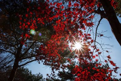 Low angle view of tree against bright sun