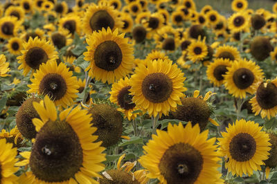 Close-up of sunflowers