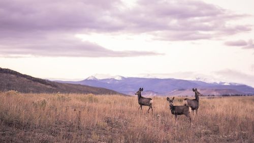 Stags standing on grassy field against cloudy sky