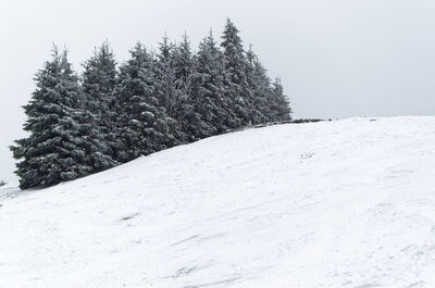 Snow covered pine trees on ski piste during winter
