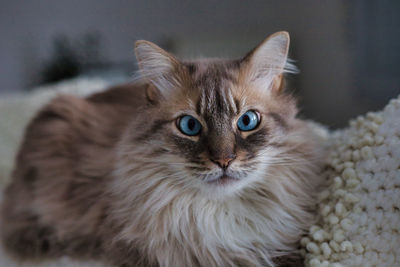 Close-up portrait of cat