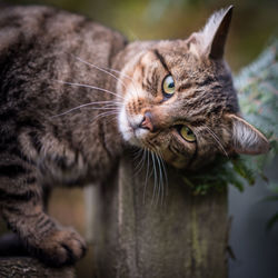 Close-up of cat looking away