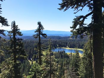 Scenic view of trees in forest against clear sky