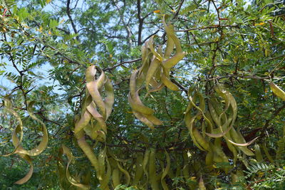 Low angle view of trees