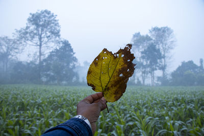 Person holding leaf on field