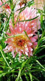 Close-up of flower blooming outdoors