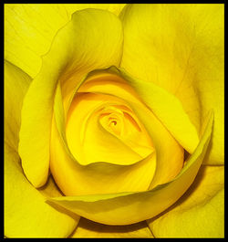 Close-up of yellow rose