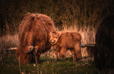 Horses in a field