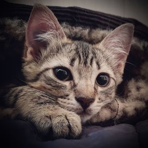 Close-up portrait of cat relaxing at home