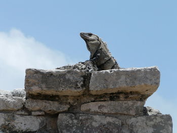 Low angle view of animal on rock against sky
