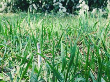 High angle view of grass on field