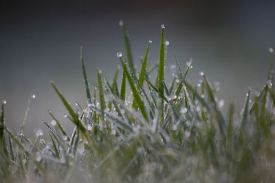 Close-up of wet grass on field