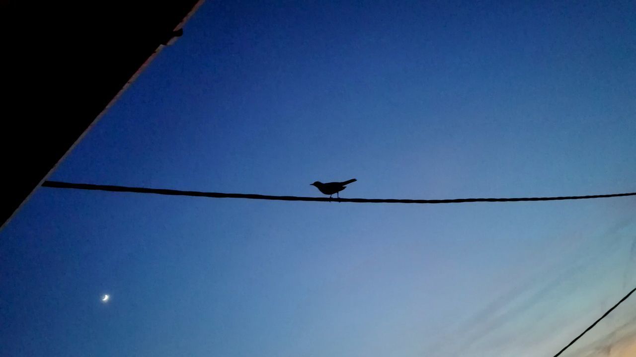 LOW ANGLE VIEW OF BIRD PERCHING ON CABLE AGAINST BLUE SKY