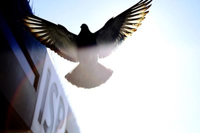 Low angle view of bird flying against clear sky