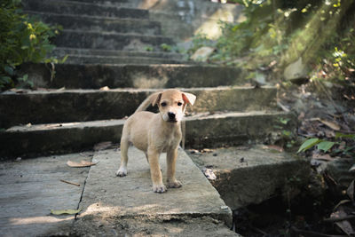 Portrait of dog standing on footpath 