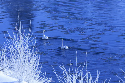 High angle view of bird in lake