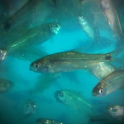 Close-up of fish swimming in water