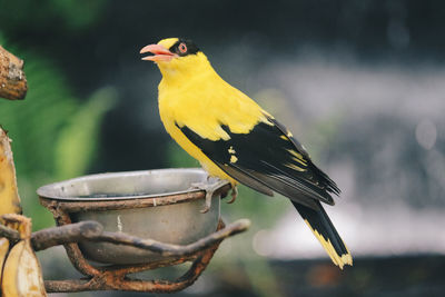 Close-up of bird perching on metal feeder