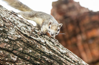 Close-up of squirrel on tree trunk