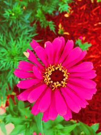 Close-up of pink flower