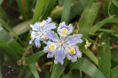 Close-up of purple flowers blooming outdoors