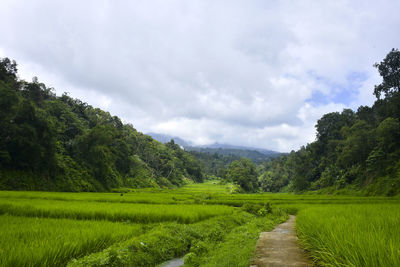 Scenic view of field against sky