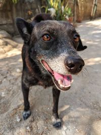 Close-up portrait of black dog