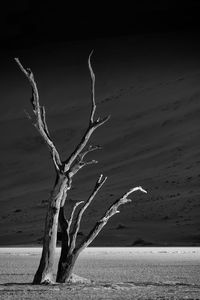 Bare tree on driftwood at beach