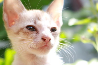 Close-up portrait of a cat